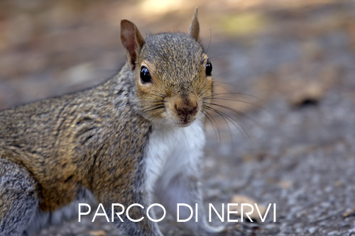 foto fauna parco di Nervi Genova