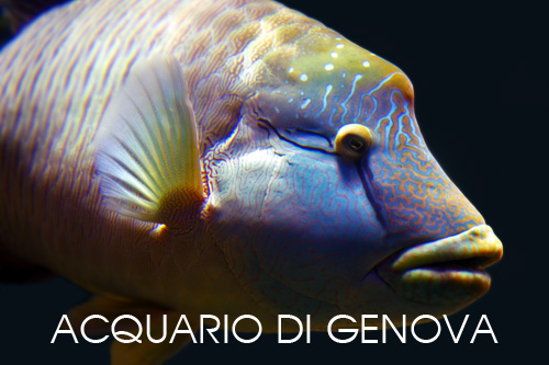 foto fauna acquario di Genova