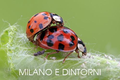 foto fauna Milano e dintorni