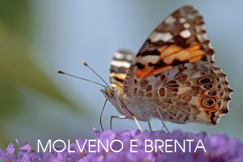 foto fauna Molveno Brenta