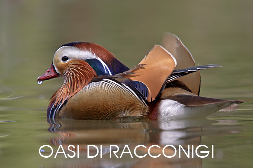 foto fauna oasi Racconigi