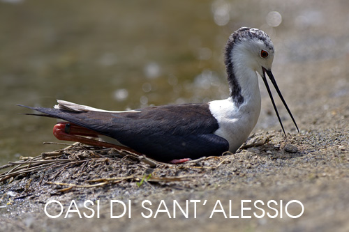 foto fauna oasi Sant'Alessio