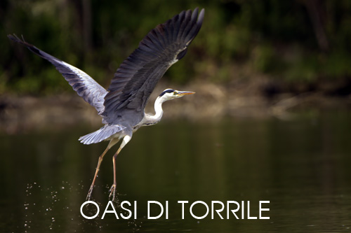 foto fauna oasi Torrile