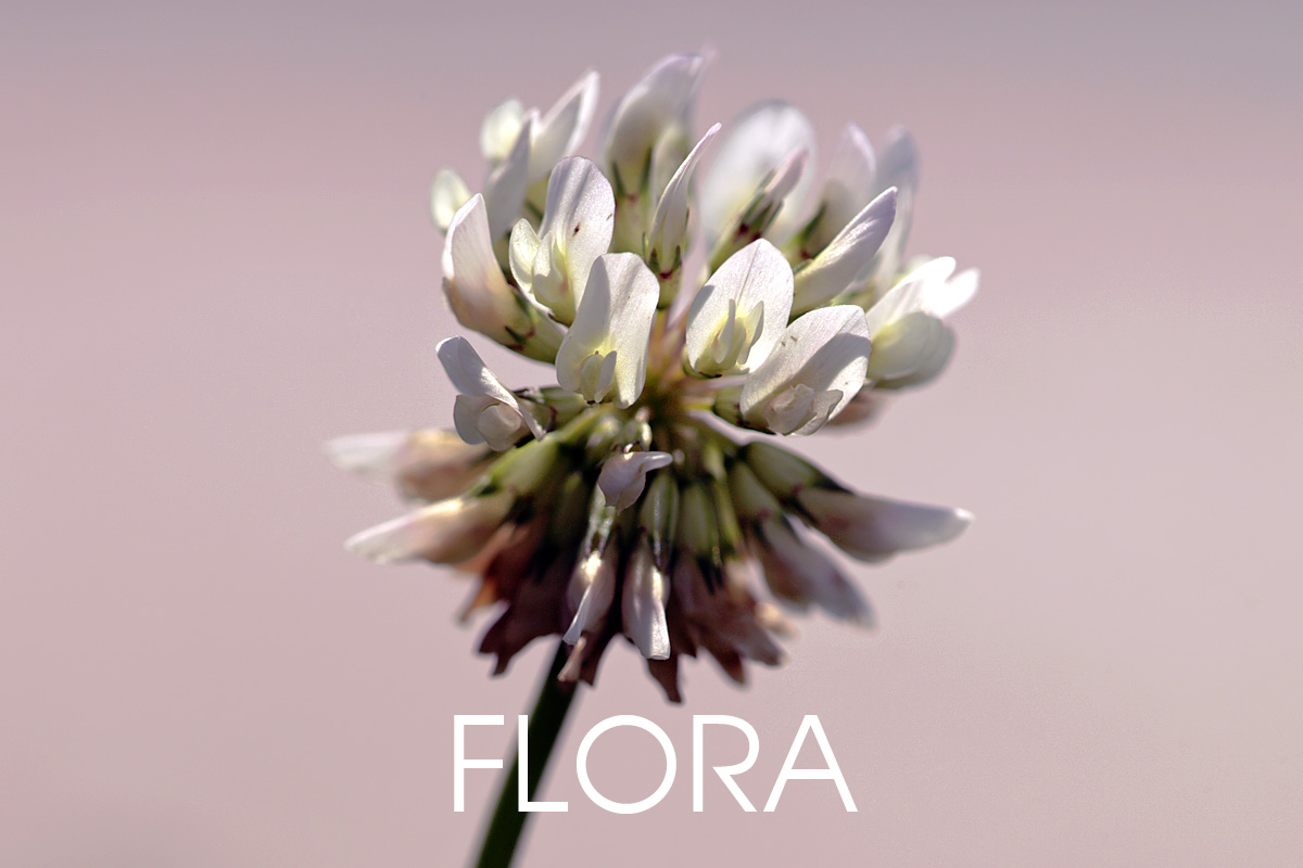 foto flora