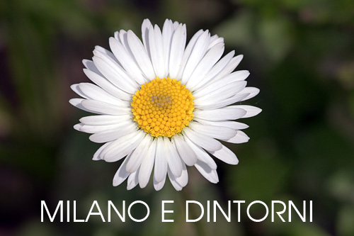 foto flora Milano e dintorni