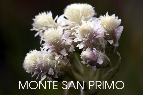 foto flora Monte San Primo