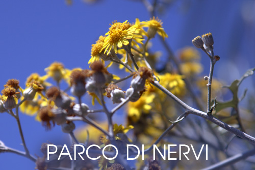foto flora parco di Nervi Genova