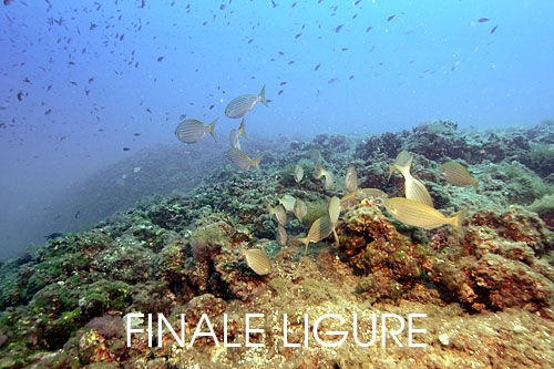 fotografia subacquea Finale Ligure