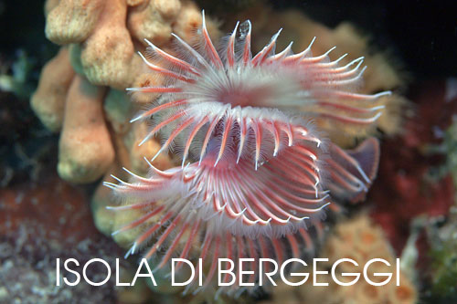 fotografia subacquea isola Bergeggi