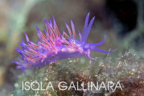 fotografia subacquea isola Gallinara