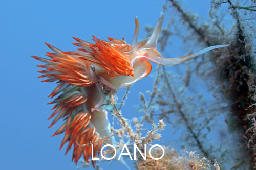fotografia subacquea Loano
