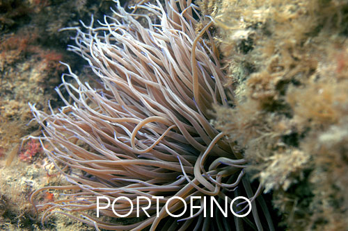 fotografia subacquea Portofino