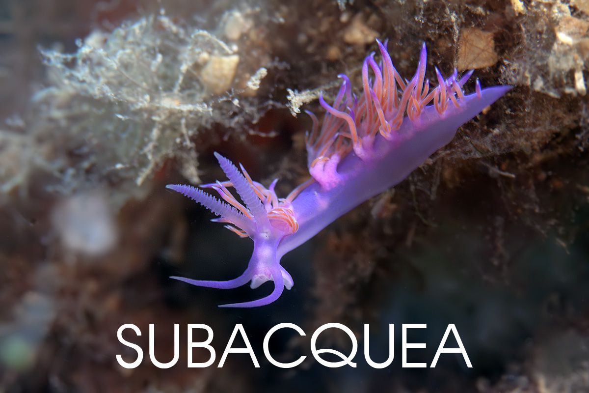 fotografia subacquea