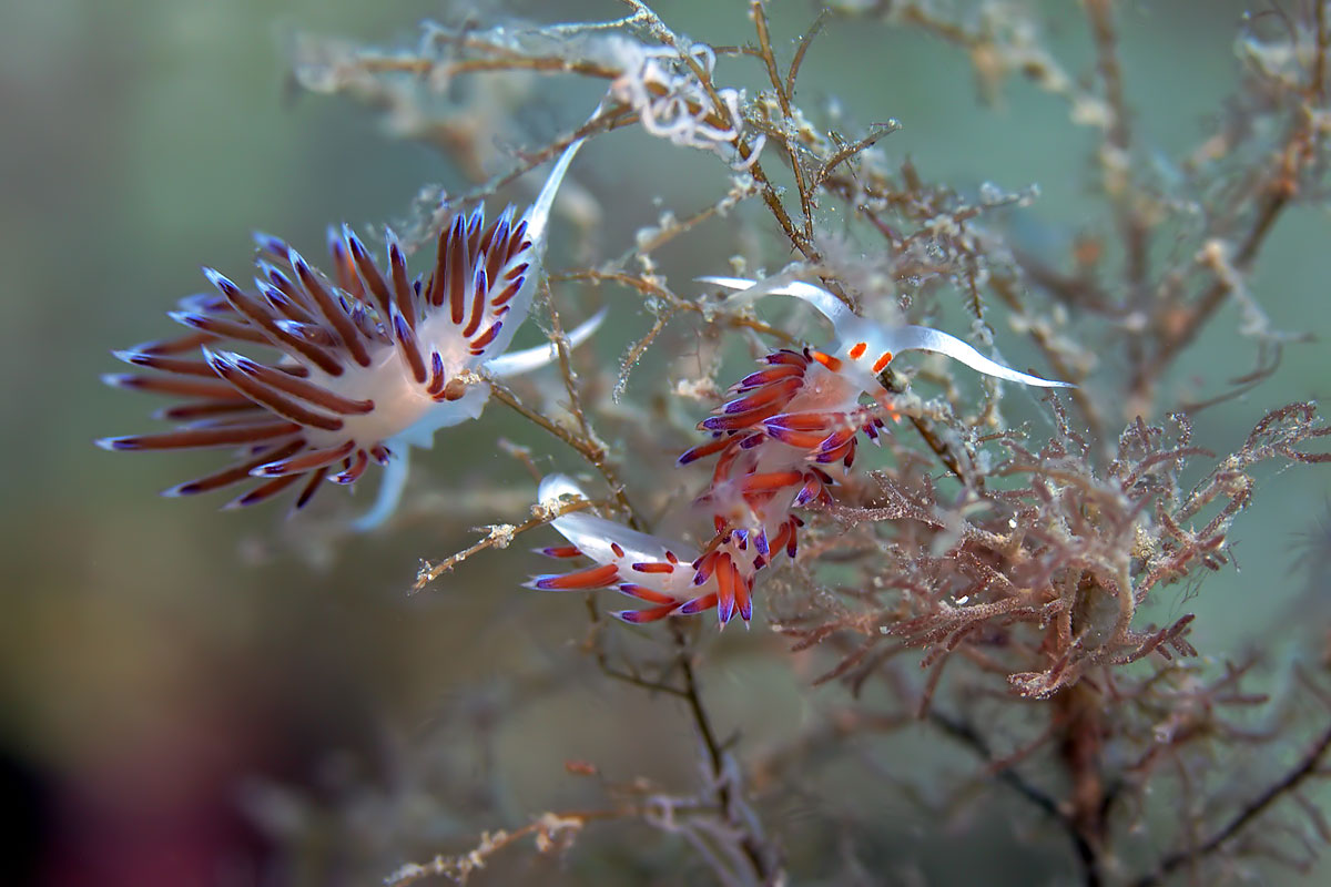 fotografia naturalistica