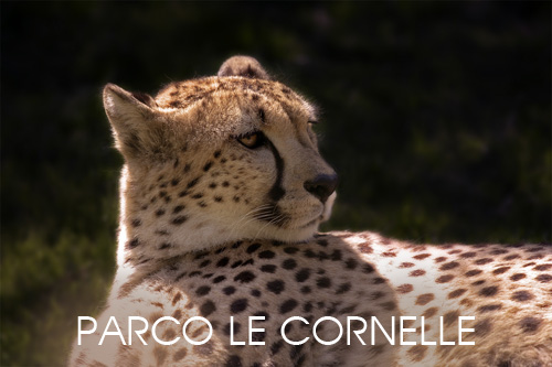 Fauna del Parco delle Cornelle