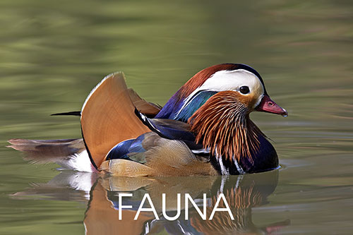 Fauna