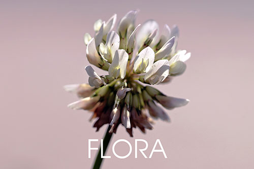 Flora